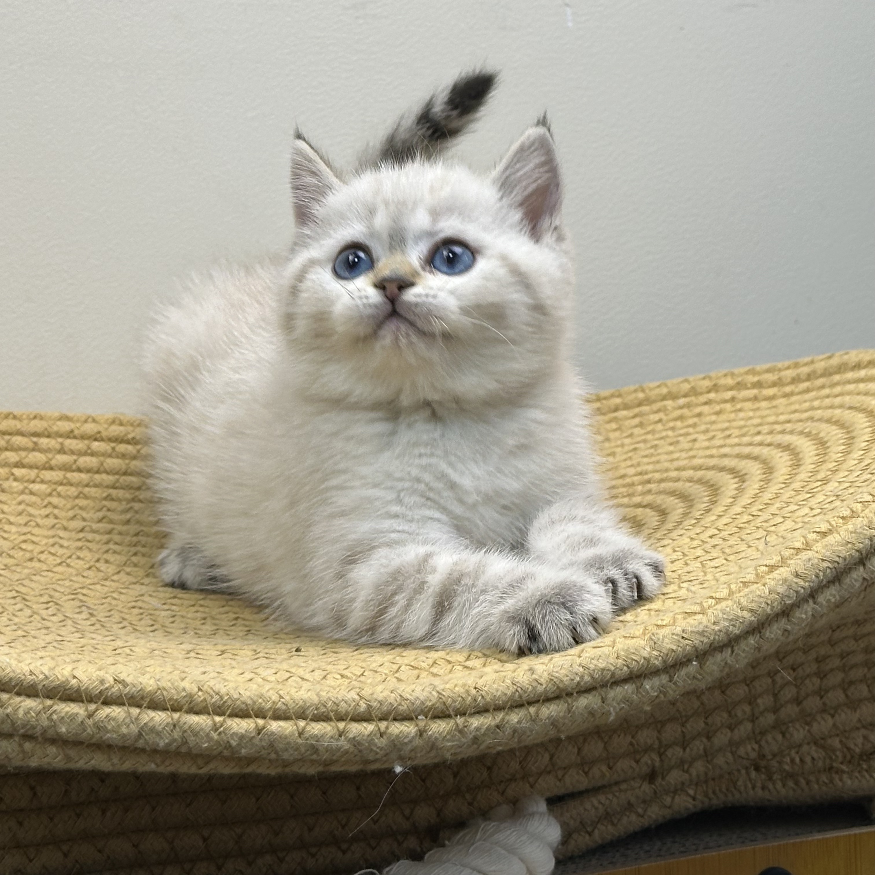 大包子银点妹妹蹲家长